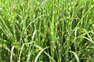 Miscanthus sinensis ´Girafe